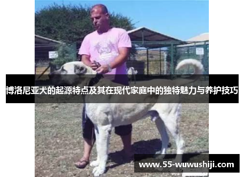 博洛尼亚犬的起源特点及其在现代家庭中的独特魅力与养护技巧